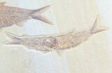 Three Detailed Knightia Fossil Fish - Wyoming #75986-2